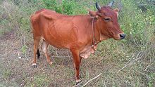220px-Domestic_cattle_breed_-_Sri_Lanka
